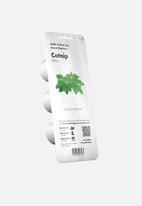 Click and Grow - Catnip - 3 pack