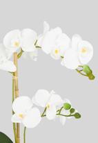 Silk By Design - Orchid phalaenopsis in ceramic pot - white