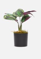 Silk By Design - Calathea bush artificial plant - plastic black pot
