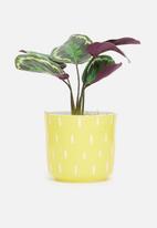 Silk By Design - Calathea bush artificial plant - plastic black pot