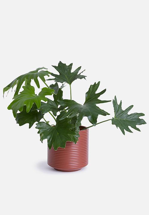 Grey Gardens - Stockholm ribbed planter - terracotta