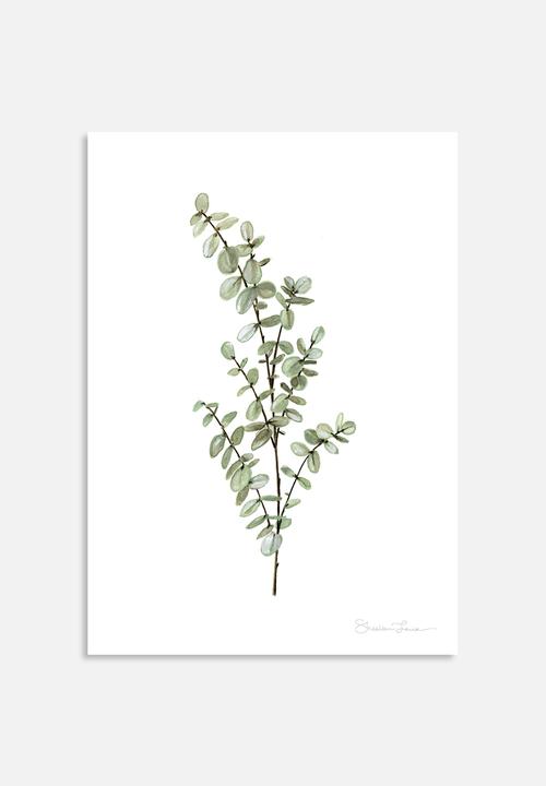 Shealeen Louise - Baby blue eucalyptus