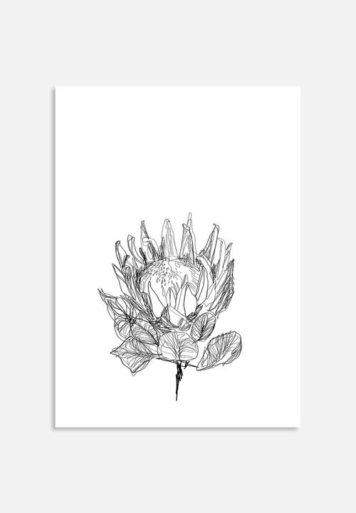 Sarah Allderman - Protea lines