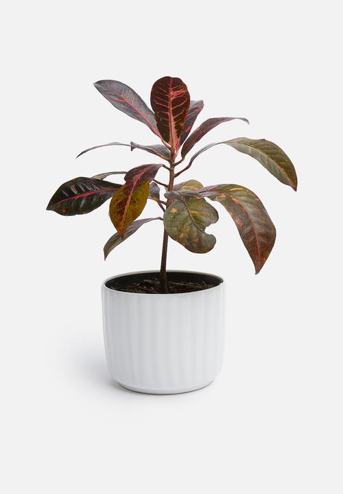 Urchin Art - Lines coco pot - white
