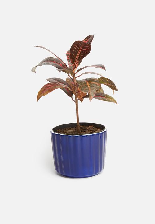 Urchin Art - Lines coco pot - indigo blue