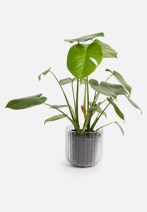 Sixth Floor - Willa planter