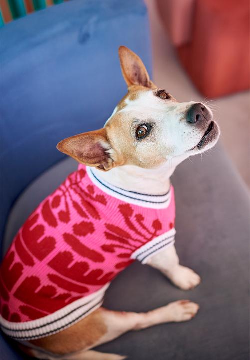 Lucky and Lou - Phoenix dog jersey - pink