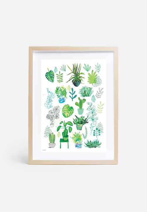 Sweet William - All my plants