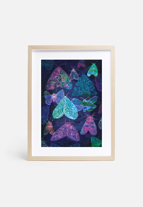 Sweet William - Floral night moths