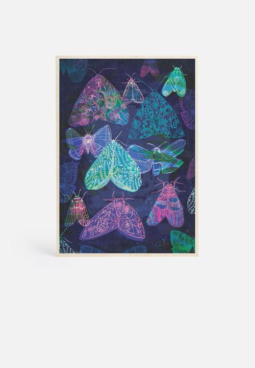 Sweet William - Floral night moths