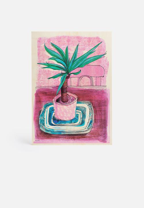 Sweet William - Little palm