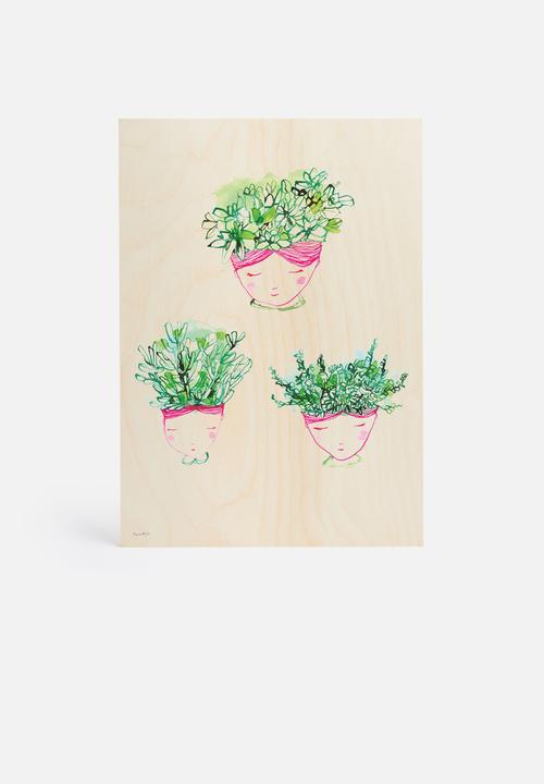 Sweet William - Little Succulents