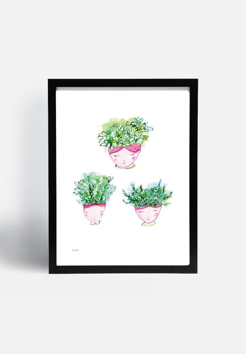 Sweet William - Little Succulents