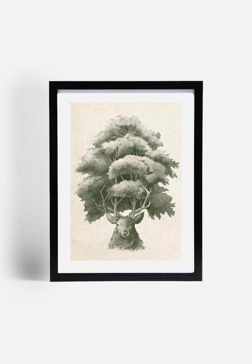 Terry Fan - Old Growth