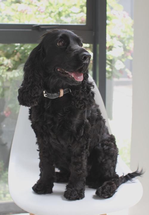 Benji & Moon - Leather dog collar - black/natural