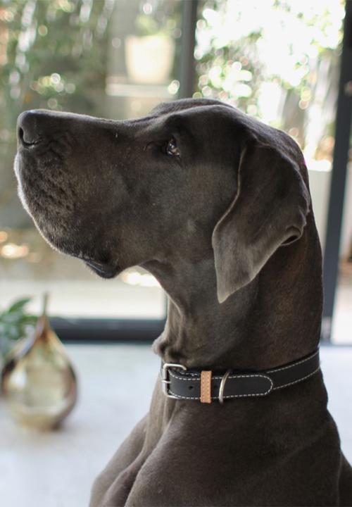 Benji & Moon - Leather dog collar - black/natural