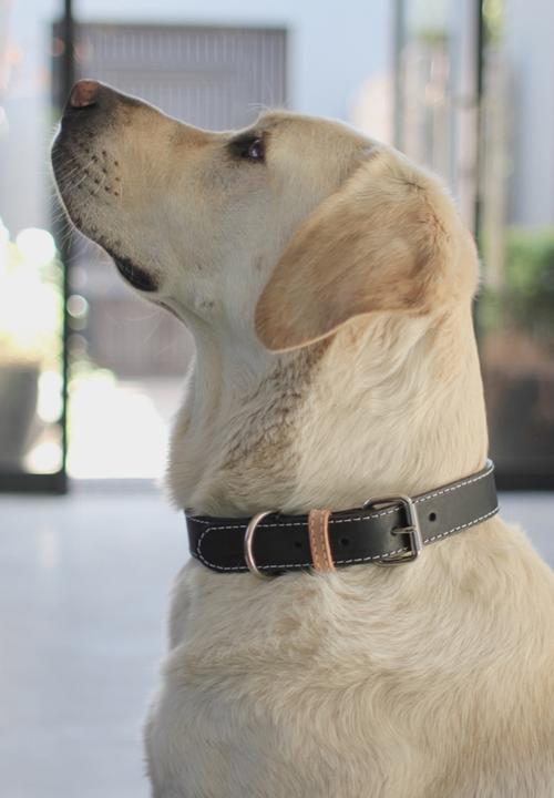 Benji & Moon - Leather dog collar - black/natural