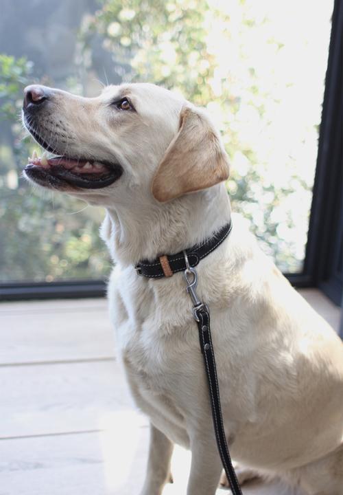Benji & Moon - Leather dog collar - black/natural