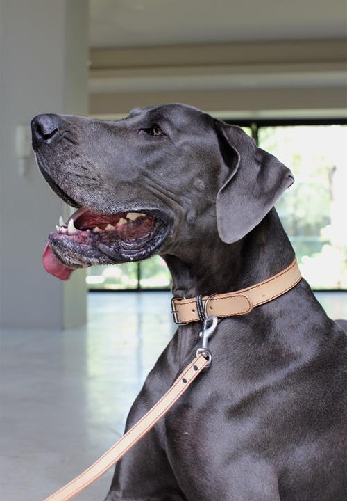 Benji & Moon - Leather dog collar - natural/black