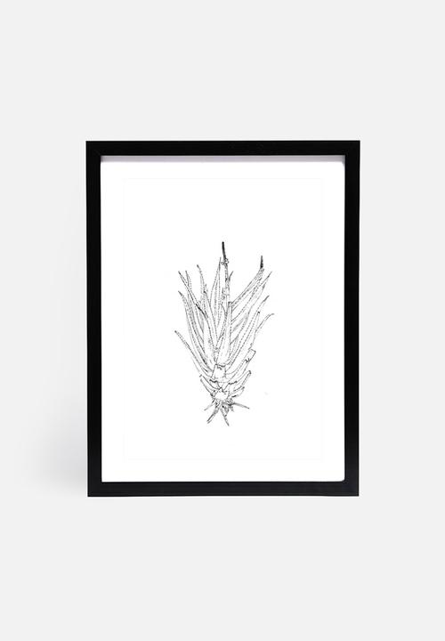 Jo & Elizabeth - Flowering aloe