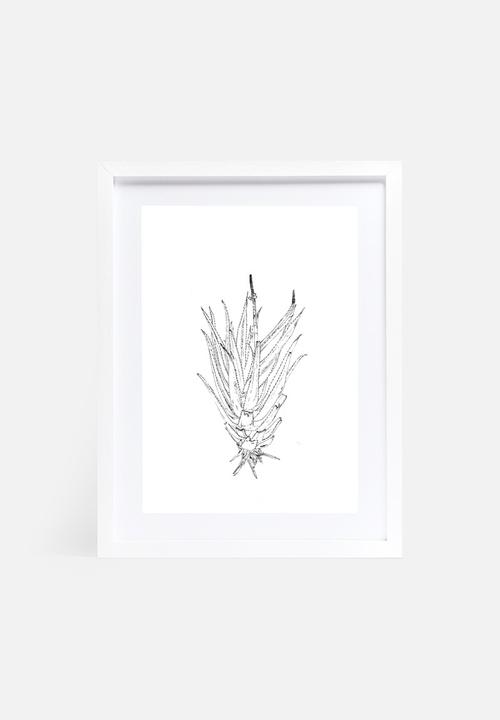 Jo & Elizabeth - Flowering aloe