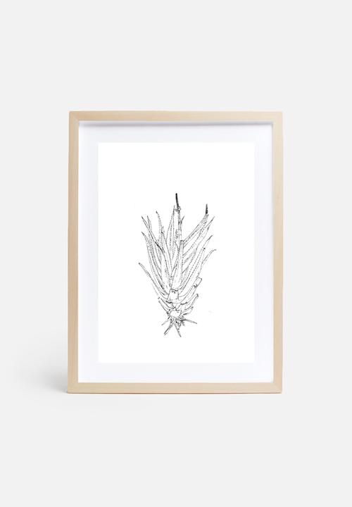 Jo & Elizabeth - Flowering aloe