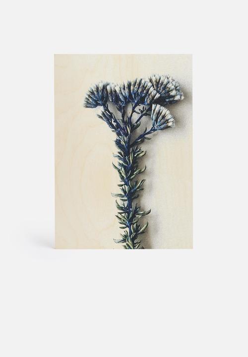 Sixth Floor - Fynbos 3