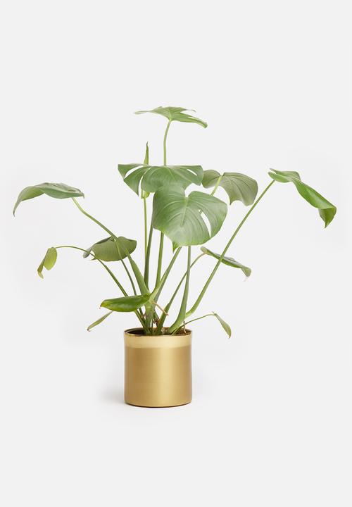 Sixth Floor - Katya planter - gold