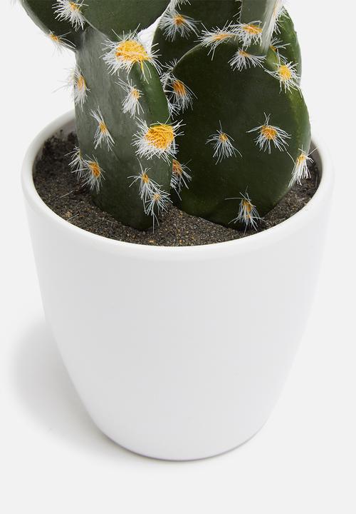 H&S - Prickly pear mini potted cactus