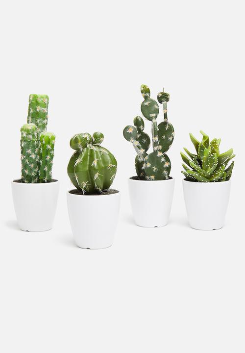 H&S - Prickly pear mini potted cactus