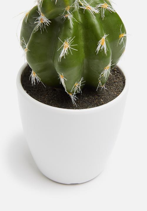 H&S - Echino mini potted cactus 