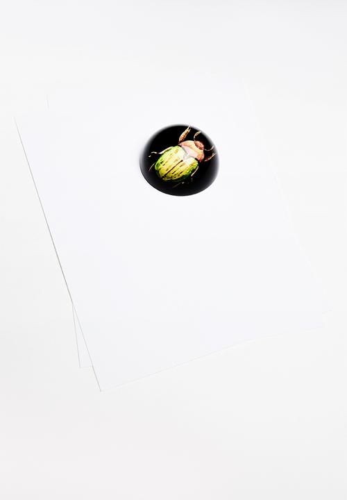 H&S - Insect paper weight - fat green & orange