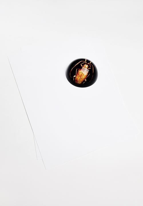 H&S - Insect paper weight - brown