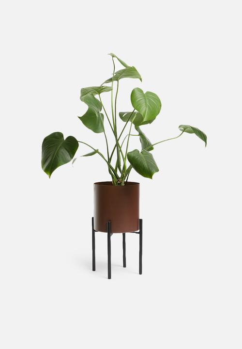 Sixth Floor - Table planter - maroon & black