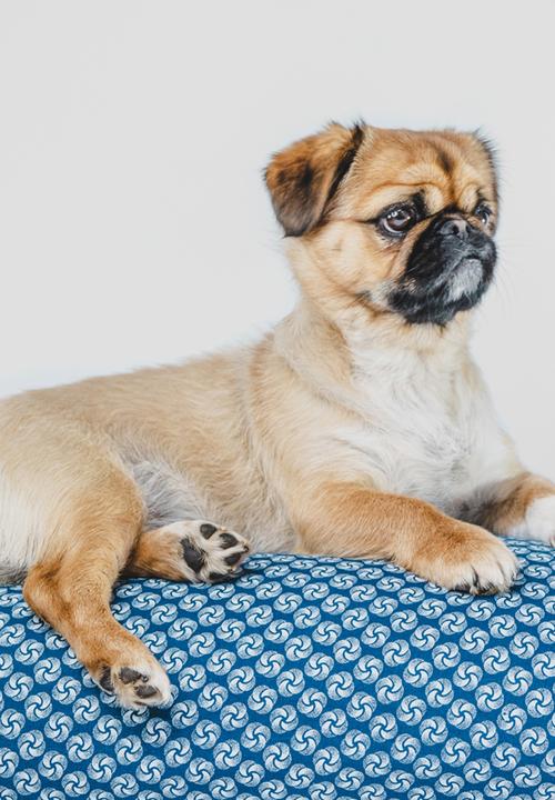Urban Hound Social - The bed set - blue