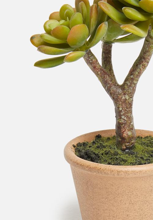 Silk By Design - Small agave arrangement