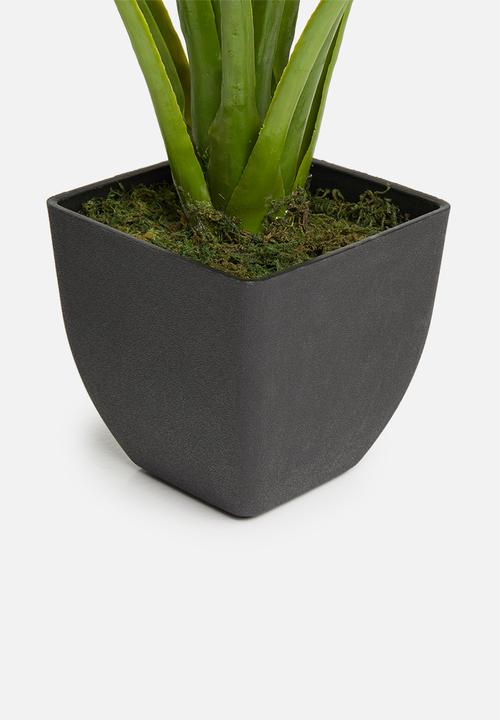 Silk By Design - Potted variegated hosta plant