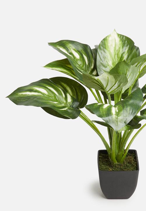 Silk By Design - Potted variegated hosta plant