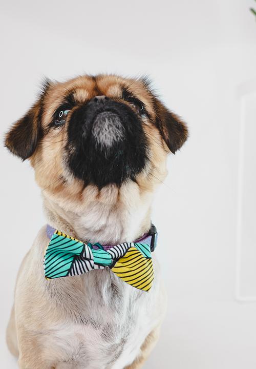 Urban Hound Social - Bow-wow-tie - blue, yellow, white