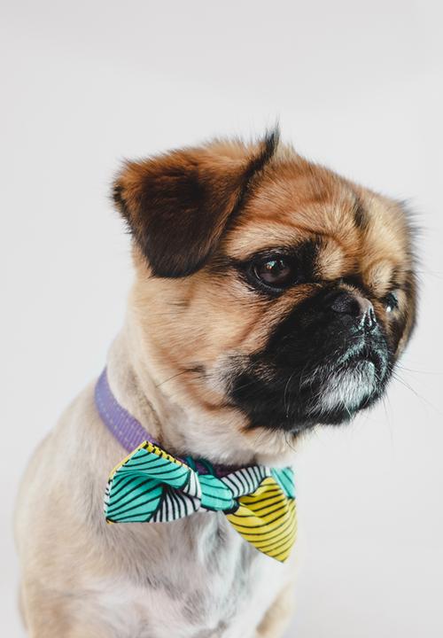 Urban Hound Social - Bow-wow-tie - blue, yellow, white