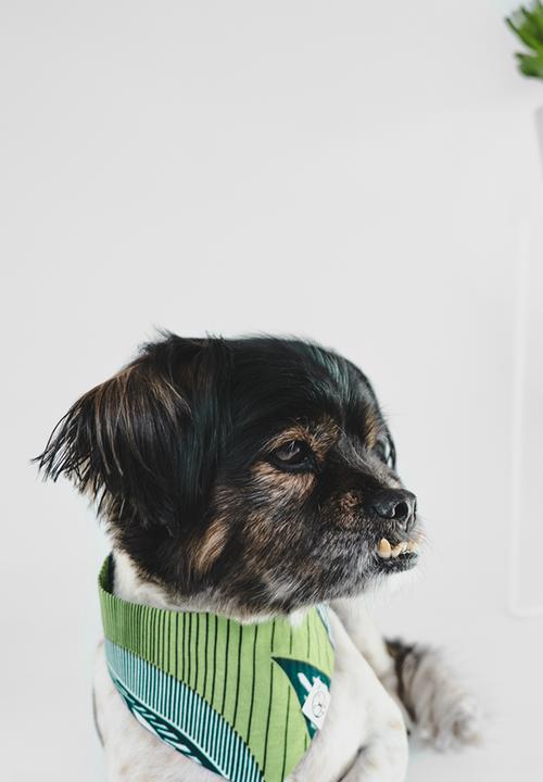 Urban Hound Social - The fundana bandana- green, blue, white