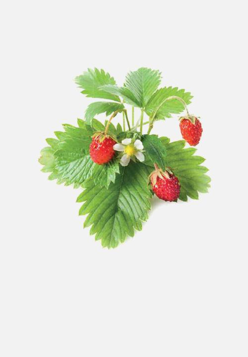 Click and Grow - Wild strawberry - 3 pack