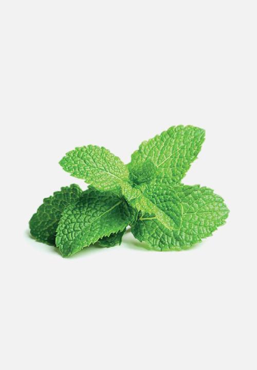 Click and Grow - Peppermint - 3 pack