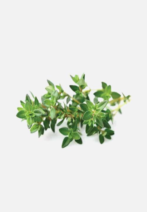 Click and Grow - Thyme - 3 pack