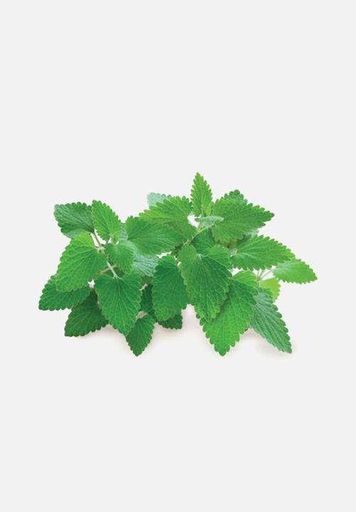 Click and Grow - Catnip - 3 pack
