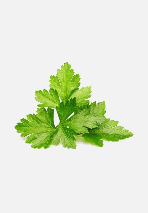 Click and Grow - Cilantro/coriander plant pods
