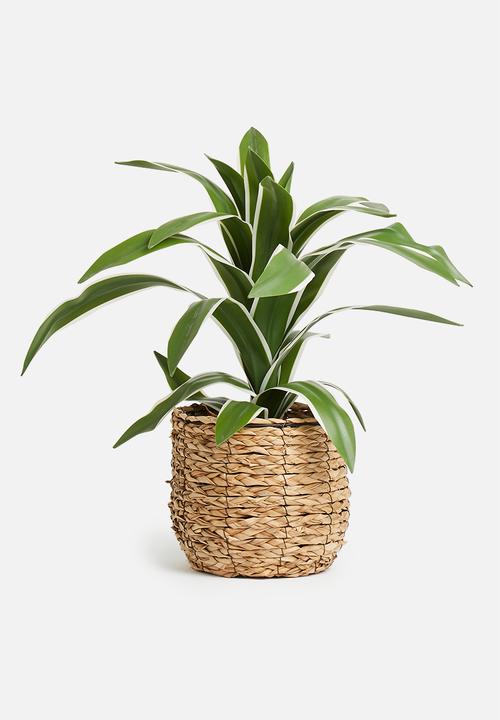 Silk By Design - Yucca bush in pot - green 