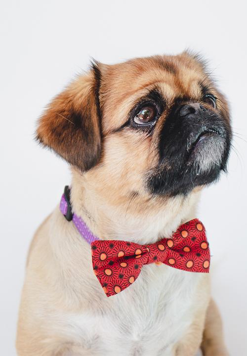Urban Hound Social - Bow-wow-tie - red shweshwe