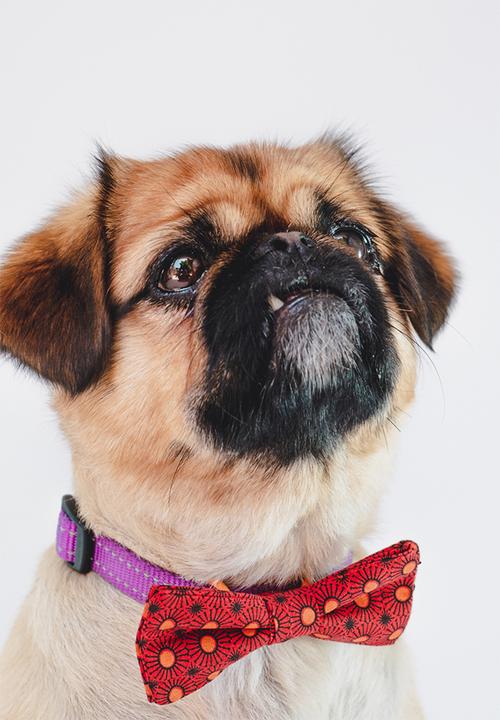 Urban Hound Social - Bow-wow-tie - red shweshwe