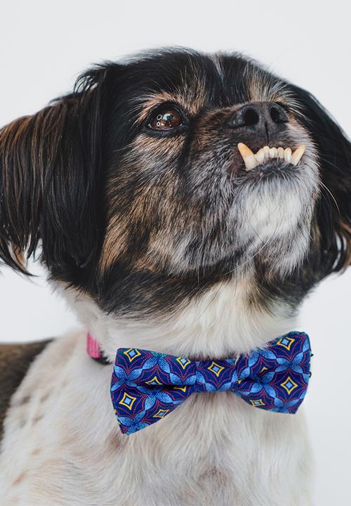 Urban Hound Social - Bow-wow-tie - blue shweshwe